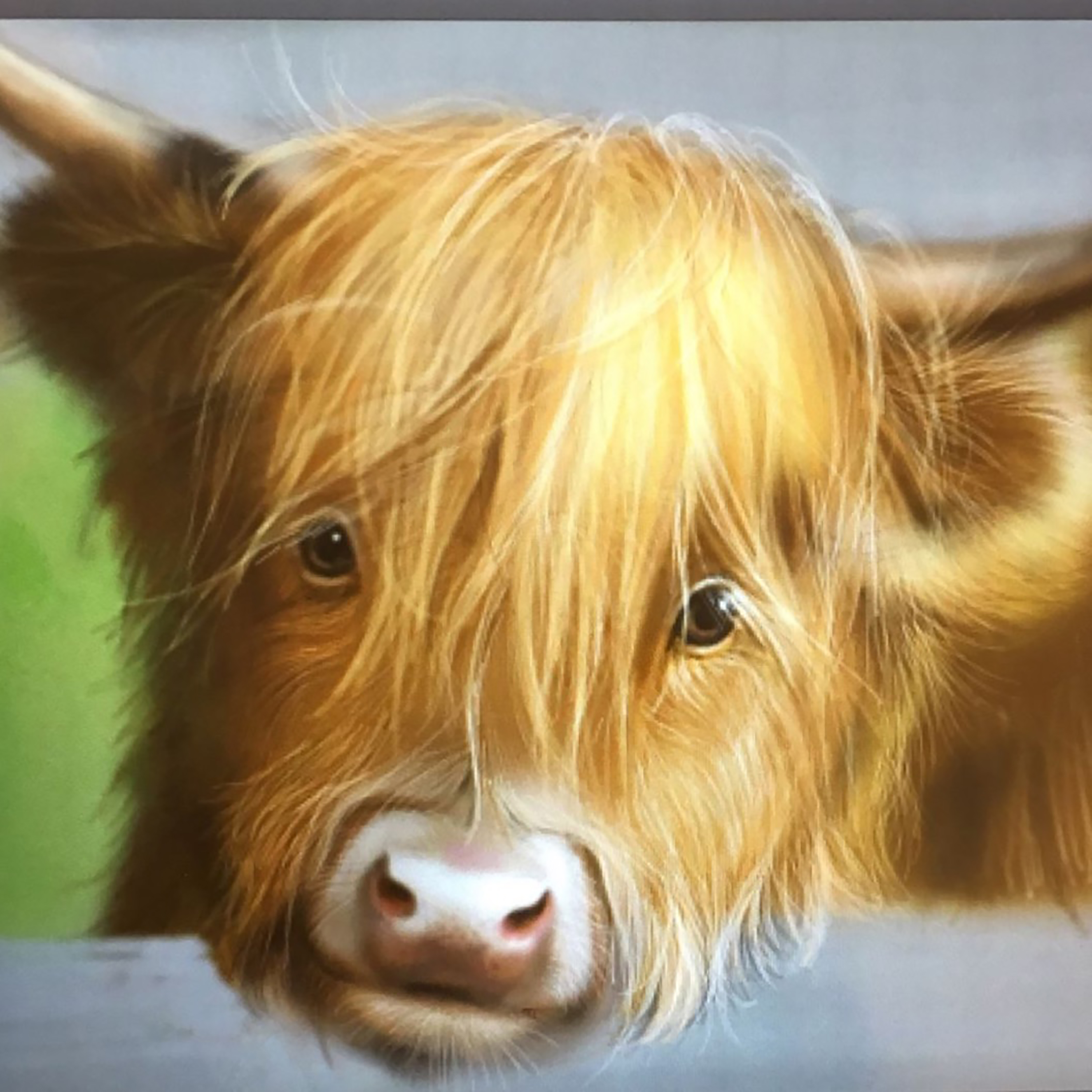 Highland cow cute face