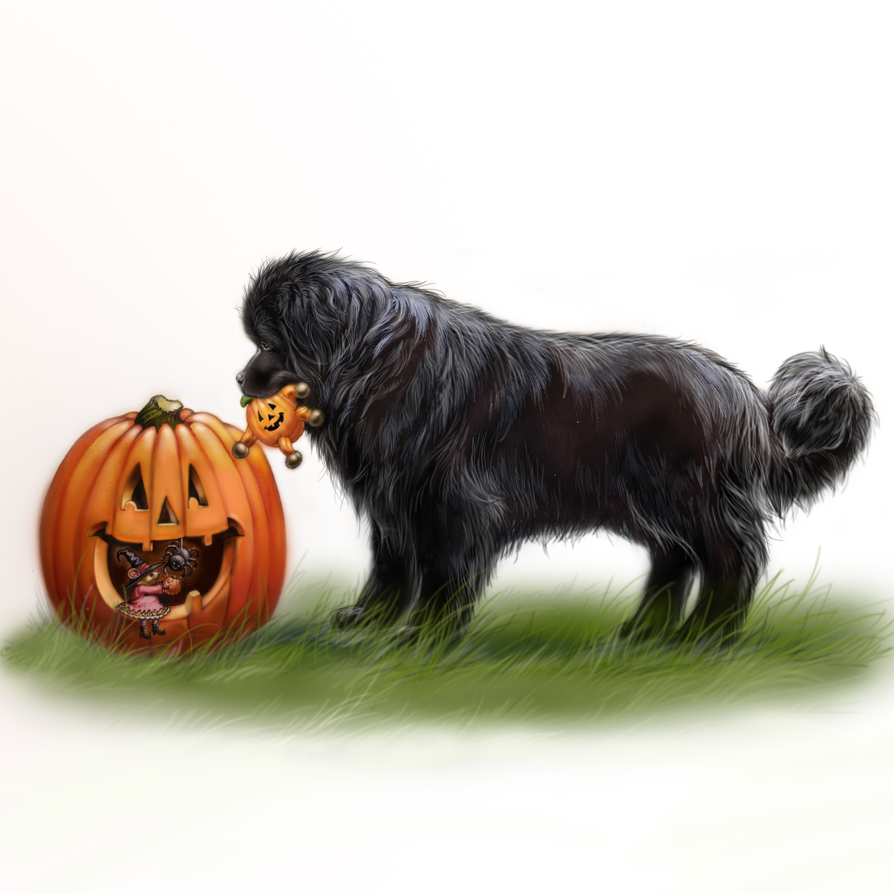 Newfie and pumpkin